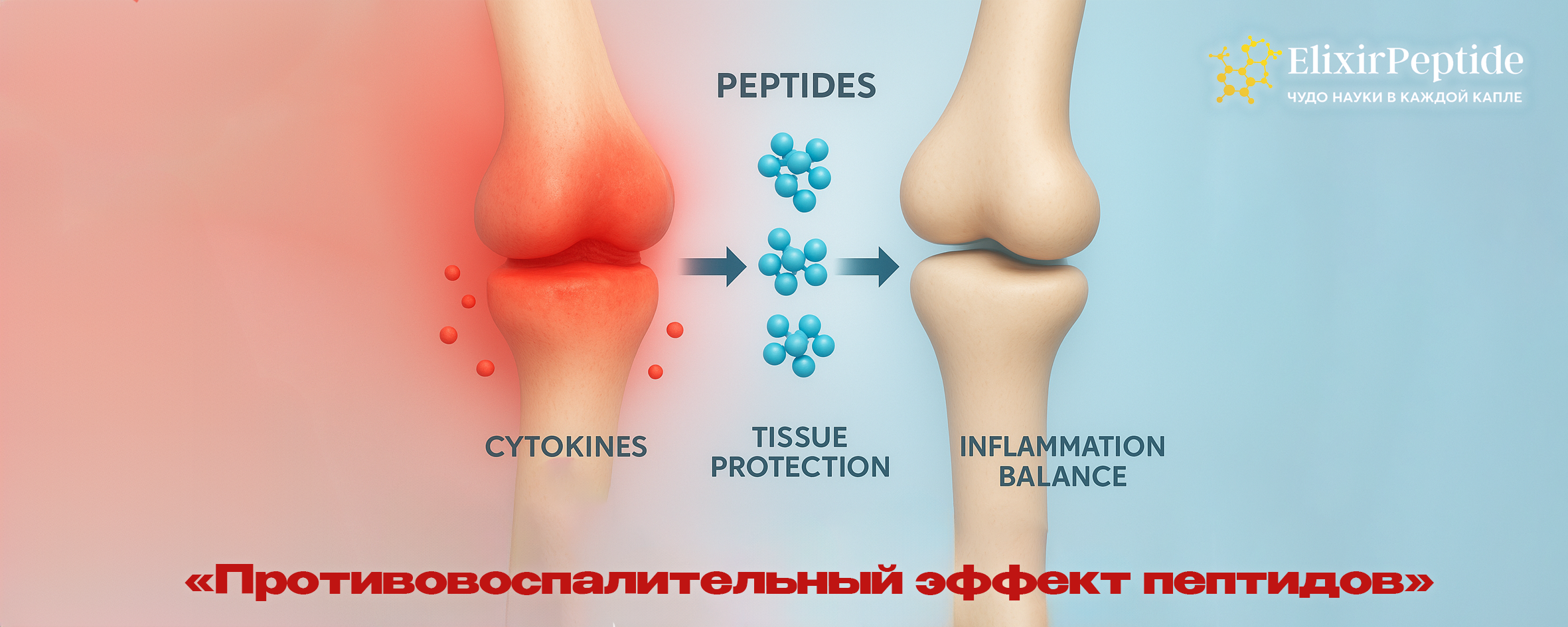 Противовоспалительный эффект пептидов
